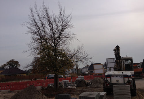 Blick auf Baum und Platz Foto von Baum auf einem Platz - heute.