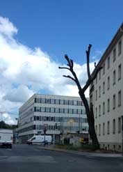 Foto von heute in Potsdam Foto von einem Baum ohne ÄSet und Zweige ist zu sehen