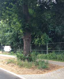 Foto von Linde 74 ohne Verschalung heute Foto