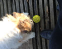 Foto von Hund und Ball heute Foto von Hund und Ball ist zu sehen - von heute.