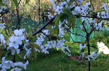 im Garten - heute Foto von Blüten am Obstbaum im Garten heute.