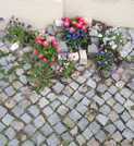 in Potsdam auf der Straße - heute Foto von Blumen auf der Straße in Potsdam - heute.