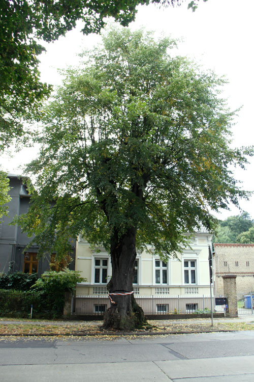 Foto von Linde 109 aus dem Kataster von Carmen Diening Abbildung von der Linde 109, Foto C. Diening