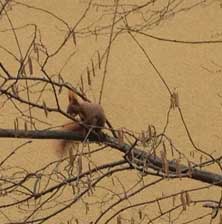 Eichhörnchen! Foto von Eichhörnchen auf Haselnussstrauch mit Nuß