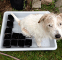 Foto von einem Hund in einer Pflanzschale - heute.