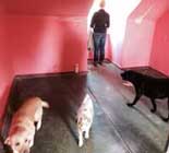 Foto von Hunden in einem roten Zimmer in einem Plattenbau aus DDR-Zeiten Foto von einem roten Zimmer mit Hunden in einem Plattenbau ist zu sehen