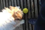 Foto von Hund und Ball heute Foto von Hund mit grünem Ball ist zu sehen - von heute.