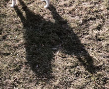 Schatten Foto von Schatten eines Hundes ist zu sehen - heute.