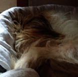 Foto von Hund im Korb heute Foto von Hund im Korb ist zu sehen - heute.
