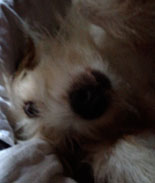 Foto von Hund im Korb heute Foto von Hund im Korb ist zu sehen - heute.