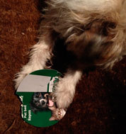 Foto von Hund mit Pappschild heute Foto von Hund mit einem Schild ist zu sehen - heute.