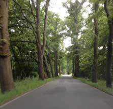 am 14.6. Foto von einer Baumallee am 14.6. ist zu sehen