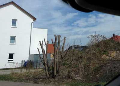 heute Mittag um 12.30 Uhr an der süßen Ecke - das letzte Grün radikal kürzen. Foto von der Adolf-Damaschke-Straße - Einfahrt an der süßen Ecke - Umleitung - heute um 12.30 Uhr.