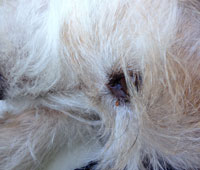 Foto von dem Auge eines Hundes mit Zecke ist zu sehen.