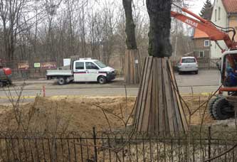 Foto von einem Baum Nr. 107, an den Erde angeschüttet wird mit dem Bagger - heute.