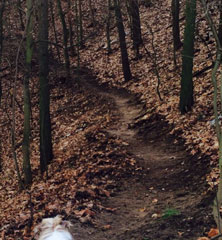 Foto von Wald und Weg ist zu sehen - heute.