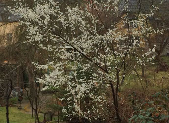 blühender Obstbaum Foto von einem blühenden Obstbaum im Garten - heute.