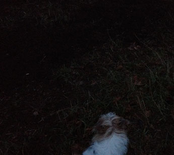 Foto von Hund in Dunkelheit heute Foto von Dunkelheit und Tier ist zu sehen - heute.