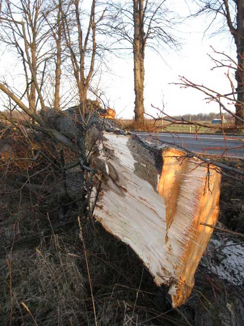 Foto von umgesägten Baum an der B 273 ist zu sehen