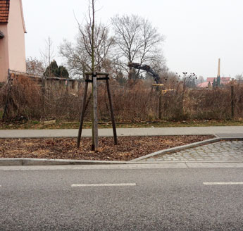 Foto von der Gasse und den Fällarbeiten heute früh.