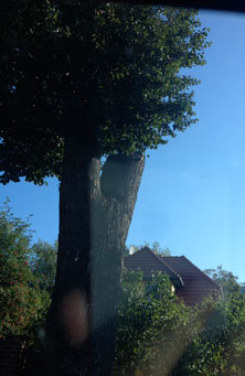 Blick auf eine Linde in der Kemnitzer Straße heute früh Foto - Blick auf eine Linde in der Kemnitzer Straße heute ist zu sehen.