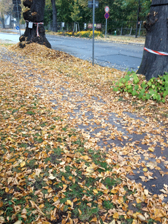 Abbildung Laub vom Baum 109 - alte Linde