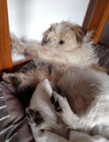 Blick auf Hund heute Foto von dem Hund, der sich streckt, ist zu sehen - heute.