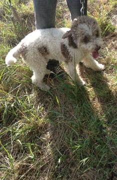 Foto von einem Hund mit Locken ist zu sehen.