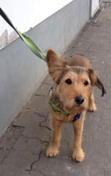 heute früh beim Bäcker Foto von einem kleinen HUnd Nähe Bäcker - heute früh gesehen.