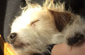 Hund Foto von Hund.