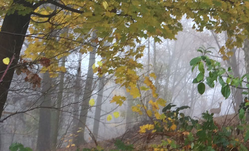 Foto von Wald und Reh heute Foto von Wald und Reh ist zu sehen - heute.