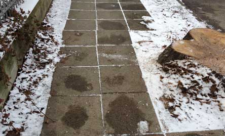 Foto von einem Baumstumpf mit der Nr.23 und dem Weg mit Gartenzaun ist abgebildet