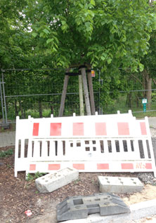 heute die nachgepflanzte kleine Linde am Straßenrand Foto von einer Junglinde ist zu sehen.
