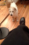 Foto vom Hund im Büro heute Foto von Hund im Büro - heute.