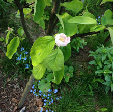 heute Quitte im Garten. Foto von einer blühenden Quitte ist zu sehen.