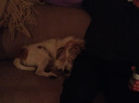 Blick auf Hund auf der Couch heute Foto von Hundauf der Couch ist zu sehen - heute.