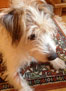 Foto von mir heute Foto von Hund ist zu sehen - heute.