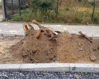 Foto von Baumwurzeln heute Foto von Baumwurzeln am Straßenrand ist zu sehen - heute.