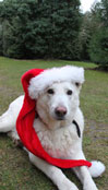 Foto von Romeo heute Foto von Hund mit Weihnachtsmütze ist zu sehen - heute.