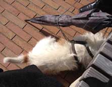 Foto von unserem wartenden Hund Foto von einem Hund ist zu sehen
