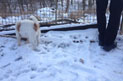 Blick auf Hund und Mann heute Foto von Hund und Mann im Schnee ist zu sehen - heute.