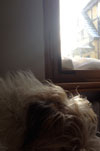 Blick auf Hund heute Foto von Hund ist zu sehen - heute.