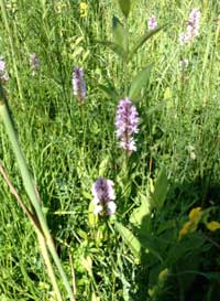 Foto von einer Pflanze am 26.6.2014 auf einer Wiese in der Nähe von Seeshaupt fotografiert. Foto von einer Pflanze auf einer Wiese in der Nähe von Seeshaupt ist zu sehen