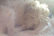 Blick auf Hund in der Sonne heute Foto von Hund auf einer Couch in der Sonne ist zu sehen - heute.