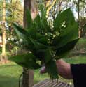 heute früh Blumen Foto von Maiglöckchen - heute früh