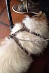 heute früh Foto von Hund im Cafâà ö© ist zu sehen - heute