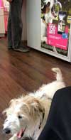 heute früh im Telekomladen Foto von dem Telekomladen in Potsdam mit Hund und Hundereklame ist zu sehen - heute