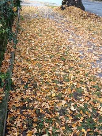 Herbstlaub von der Uraltlinde 109 Abbildung Laub vom Baum 109 - alte Linde