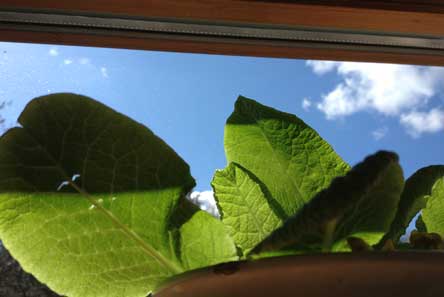 Foto von einem Primelblatt vor Himmel