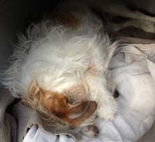 heute in der Hundehütte
</nospace>
<img width=222 height=225 border=0 src= Foto von Hund in einer Hundehütte.